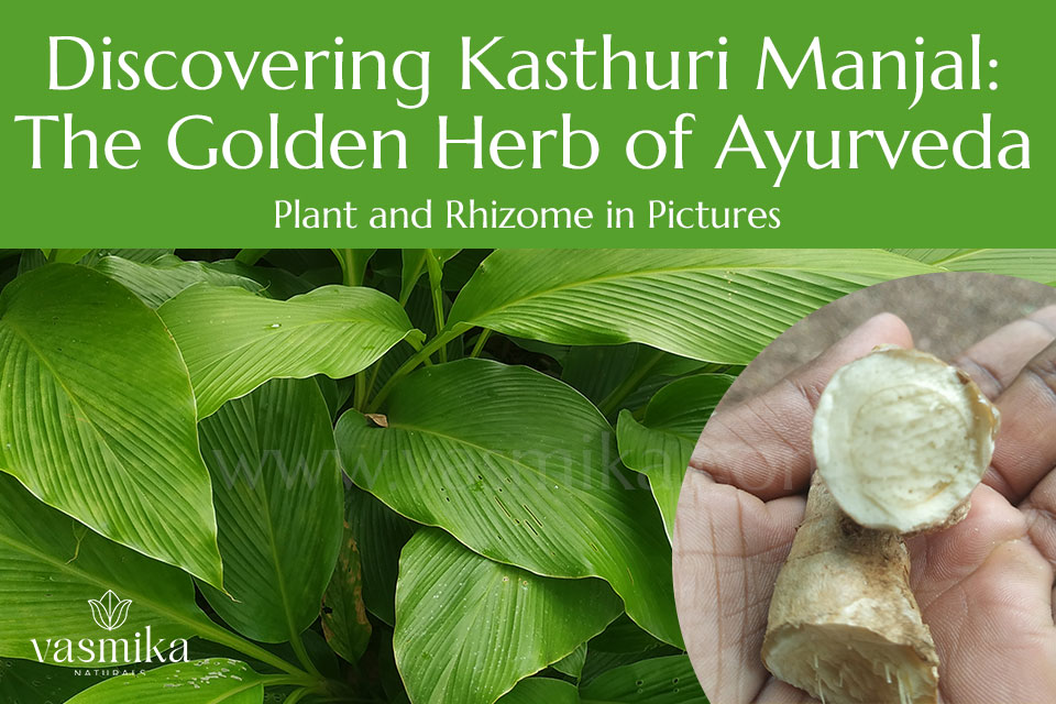 Discovering-Kasthuri-Manjal-The-Golden-Herb-of-Ayurveda--Plant-and-Rhizome-in-Pictures--A