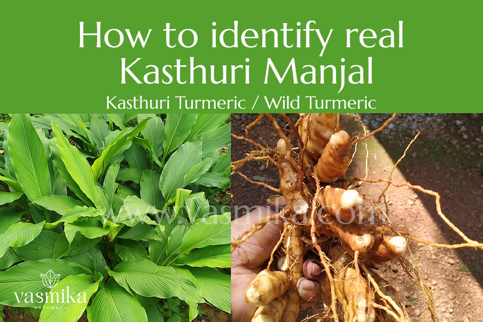 How-to-identify-real-kasthuri-manjal-kasthuri-turmeric-wild-turmeric
